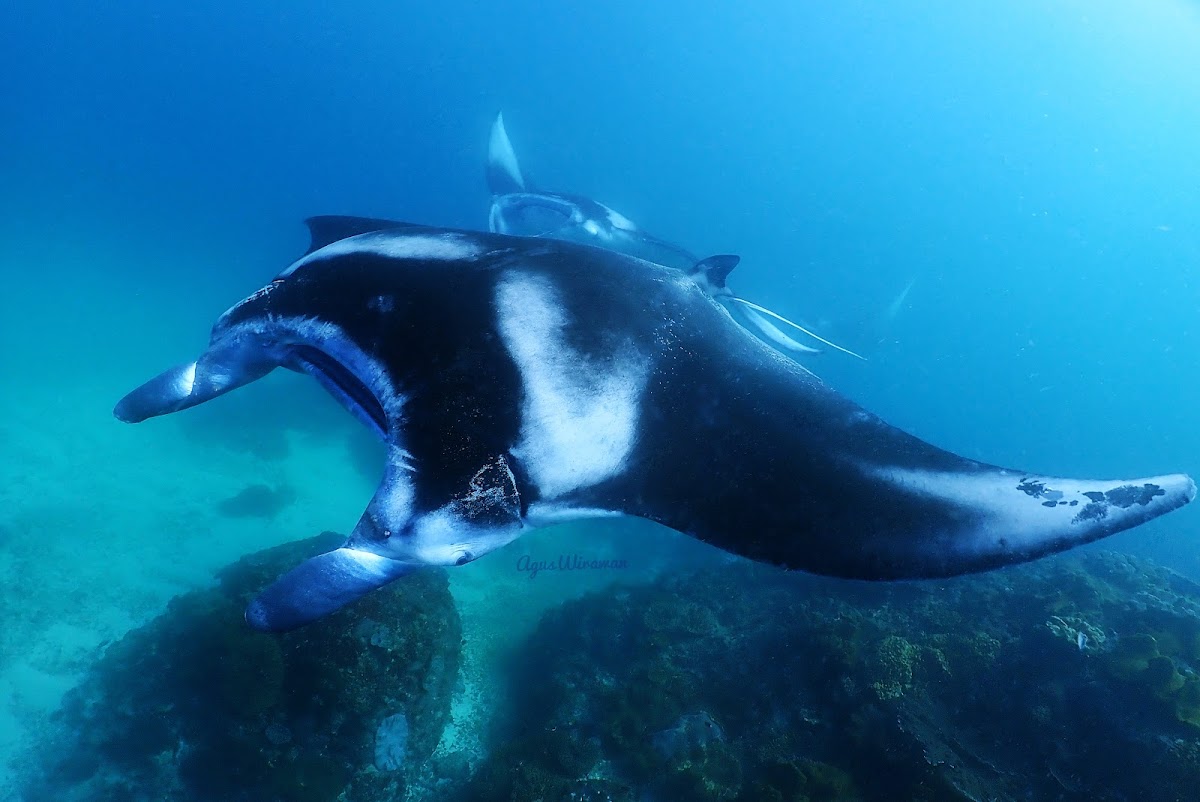 צלילה ושנורקל בבאלי - המדריך לישראלים