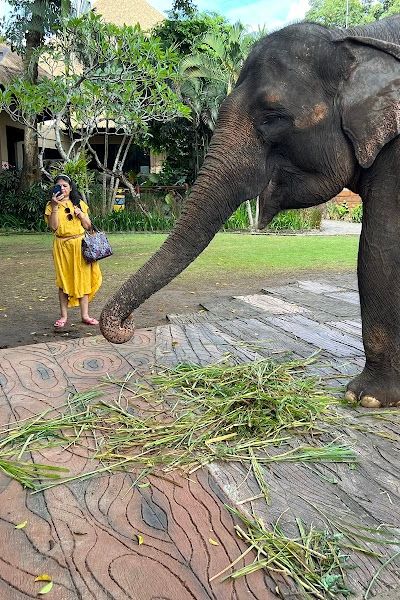 Bali Safari — ספארי חיות מאפריקה באי טרופי — תמונה 4
