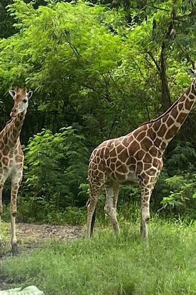 Bali Safari — ספארי חיות מאפריקה באי טרופי — תמונה 5