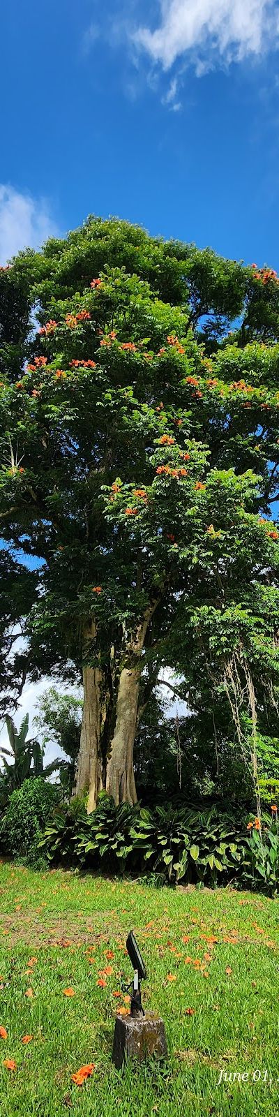 שער הנדרה — הצילום הכי מפורסם מבאלי — תמונה 5