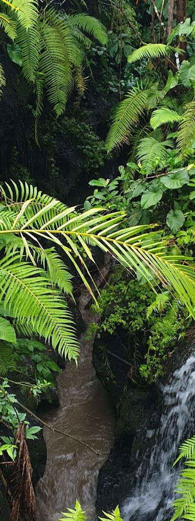 טרסות האורז בטגאלאלאנג — תמונה 4