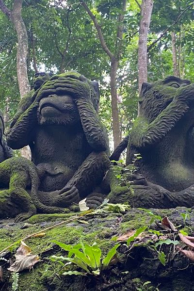 יער הקופים באובוד — תמונה 3