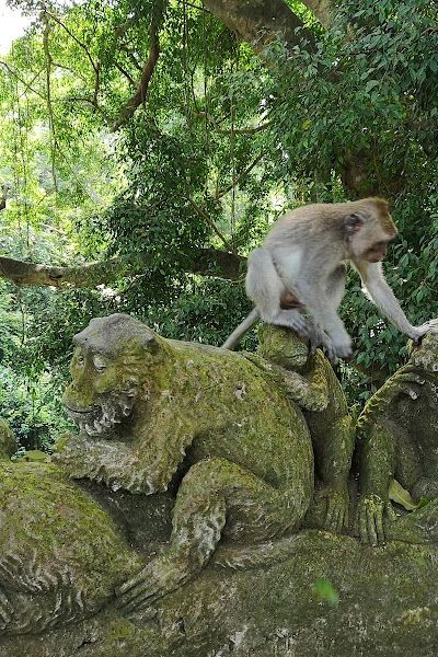יער הקופים באובוד — תמונה 4