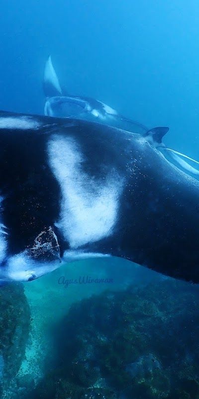 צלילה ושנורקל בבאלי - המדריך לישראלים